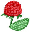 red rasberry
